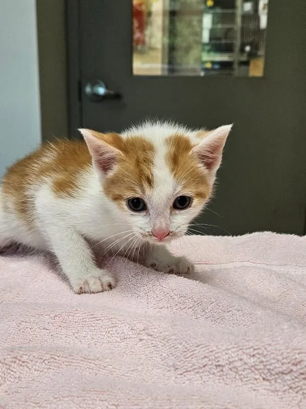 A young medium-sized male Orange / Red Domestic Short Hair cat named Surfer for adoption in Disputanta, VA