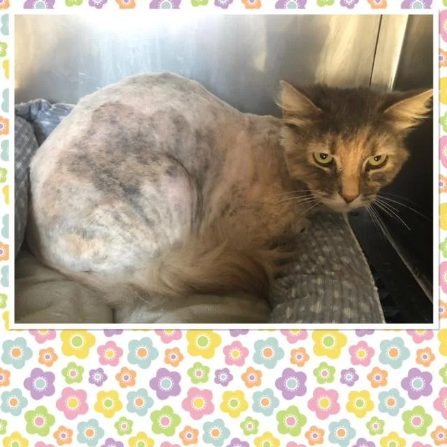 An adult medium-sized female Tortoiseshell Domestic Long Hair cat named Sunflower for adoption in Buckhannon, WV