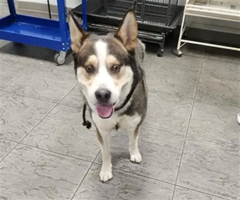 An adult medium-sized male Siberian Husky dog named Koby for adoption in Los Angeles, CA