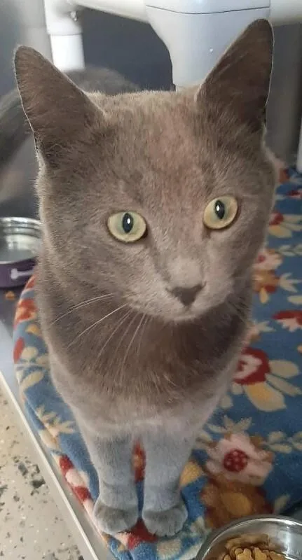 A young medium-sized male Gray / Blue / Silver Russian Blue cat named Rumblebean for adoption in Georgetown, OH