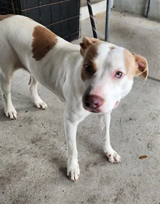 A young medium-sized female Pit Bull Terrier dog named Arya Bark for adoption in Texas City, TX
