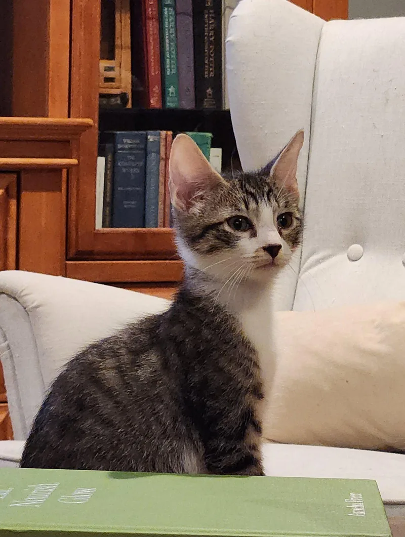 A baby medium-sized male Domestic Short Hair cat named Bailey for adoption in Glendale, AZ