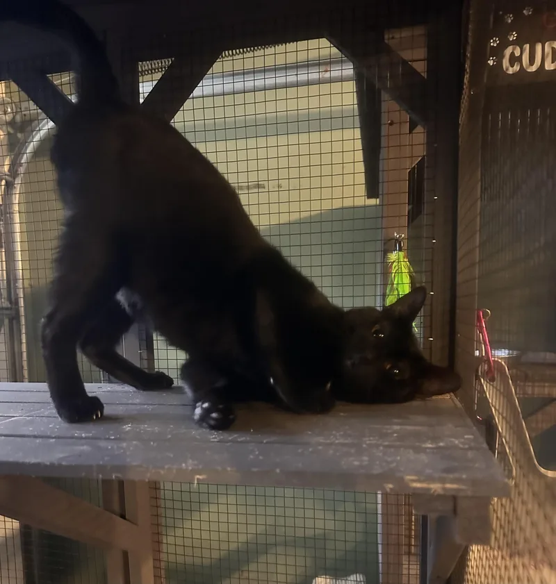 An adult medium-sized male Black Domestic Short Hair cat named Trekkie for adoption in Marietta, GA