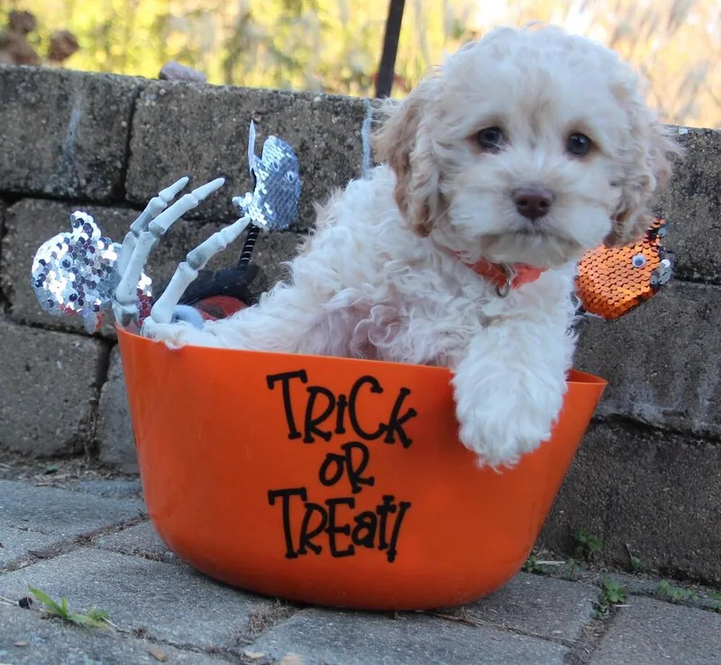 A baby small-sized female Cocker Spaniel dog named Halloween Town Ghouls: Witchy for adoption in Aurora, IN