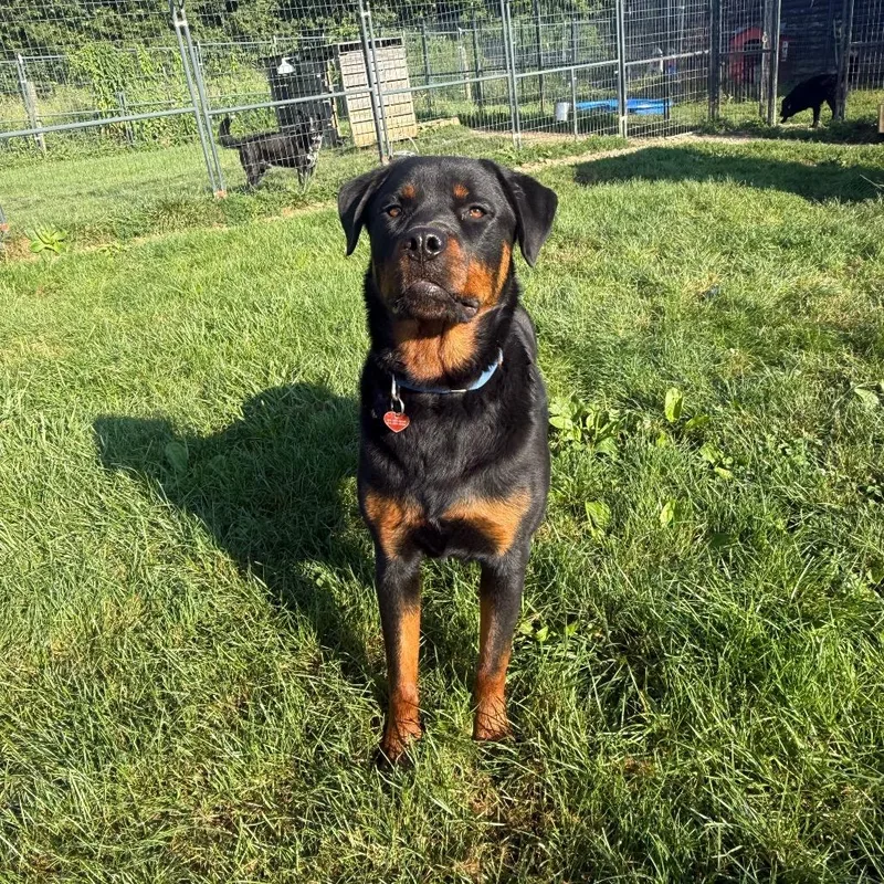 A young large-sized male Black Rottweiler dog named RYDER Graduate PawsinPrison program for adoption in Union City, PA