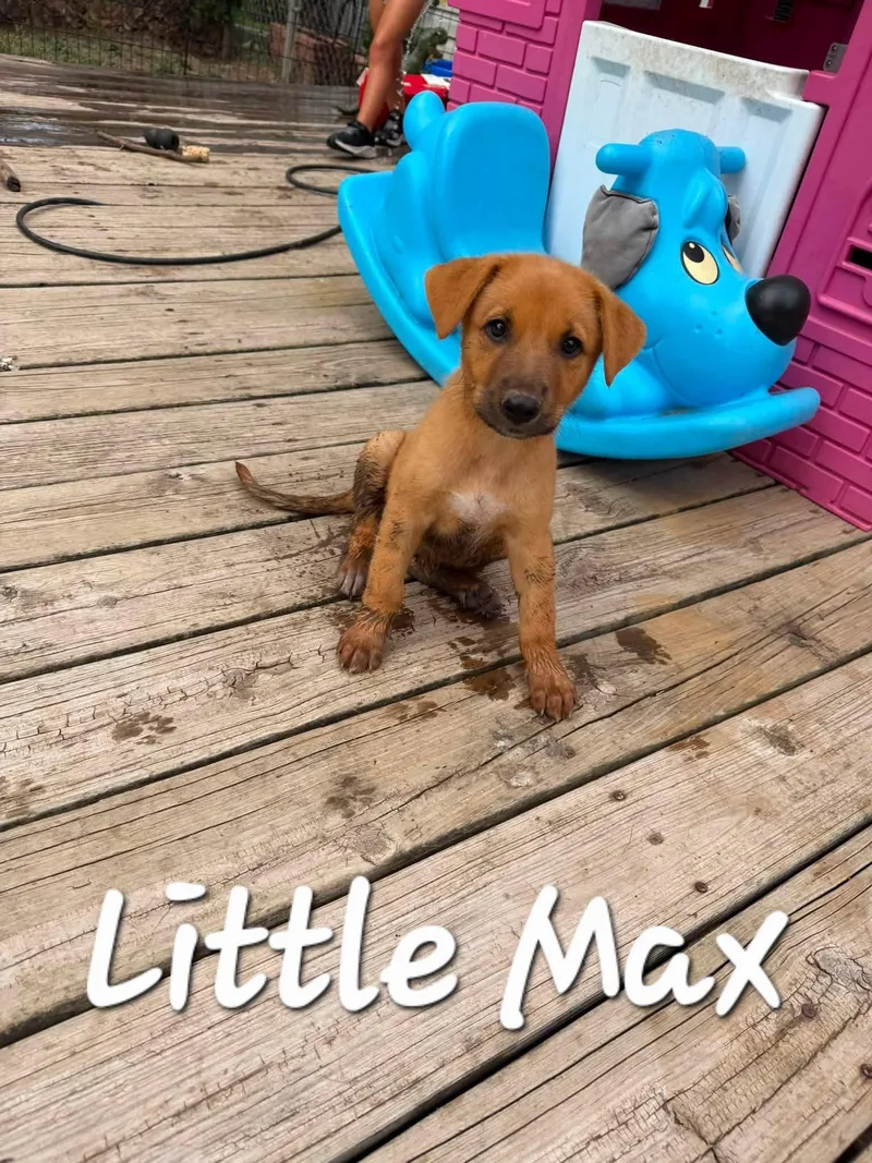 Little Max