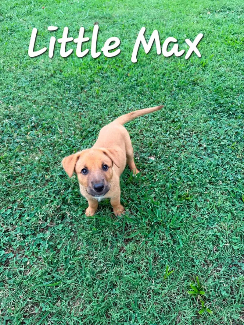 Little Max thumbnail 2
