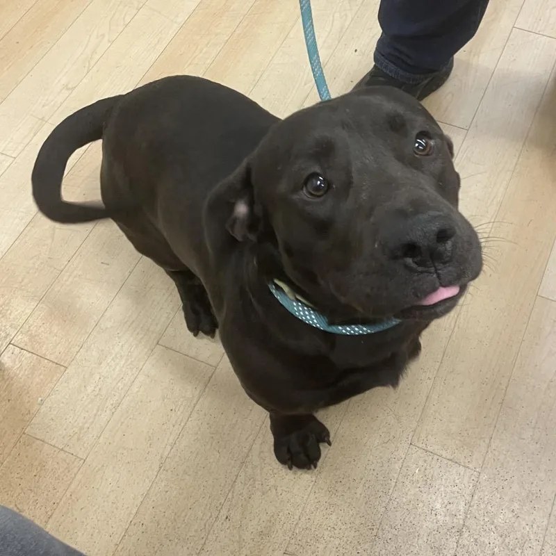 An adult medium-sized male Black Dachshund dog named Romeo for adoption in Spokane, WA