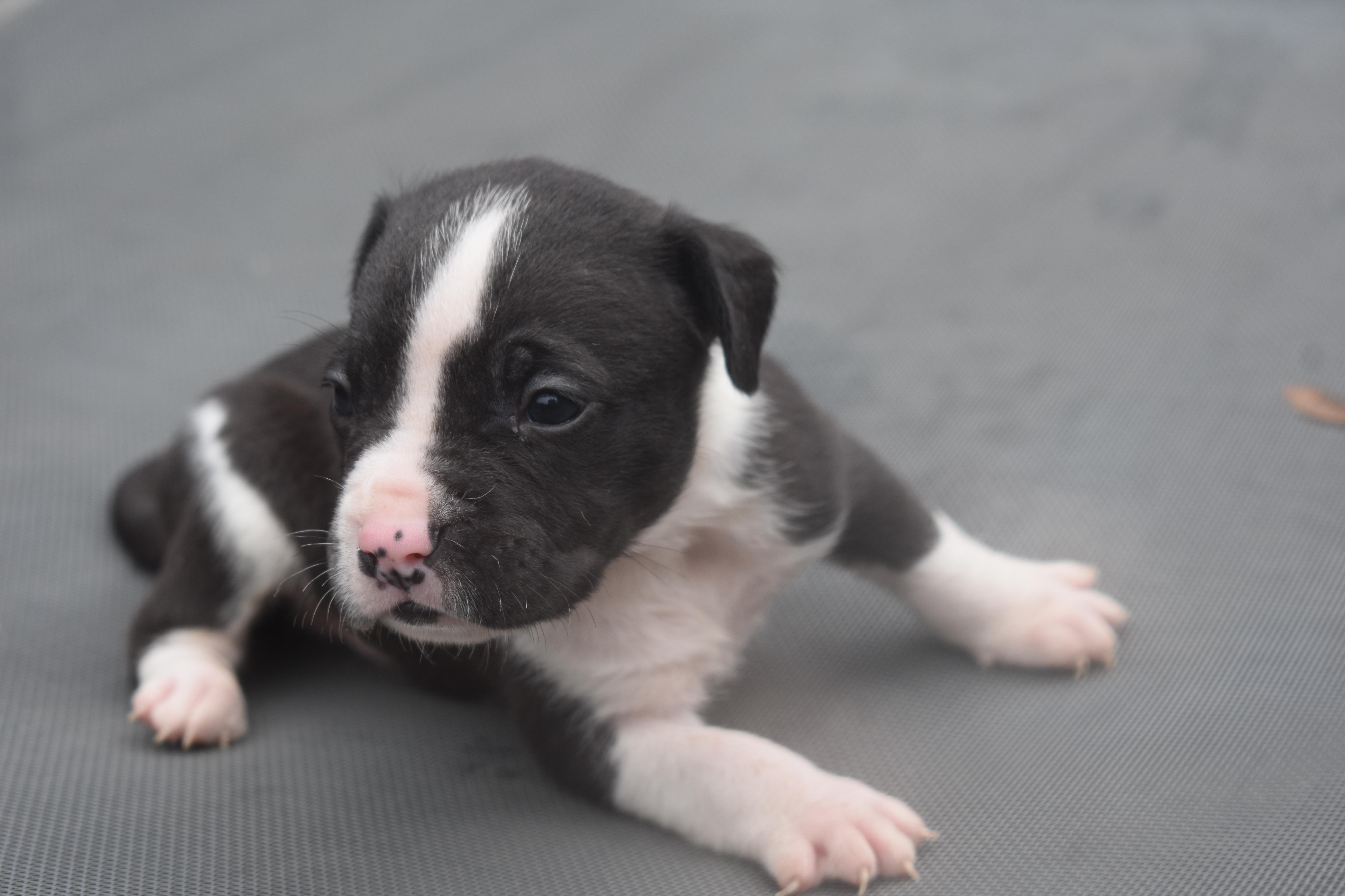 CloverMama Petunias Litter