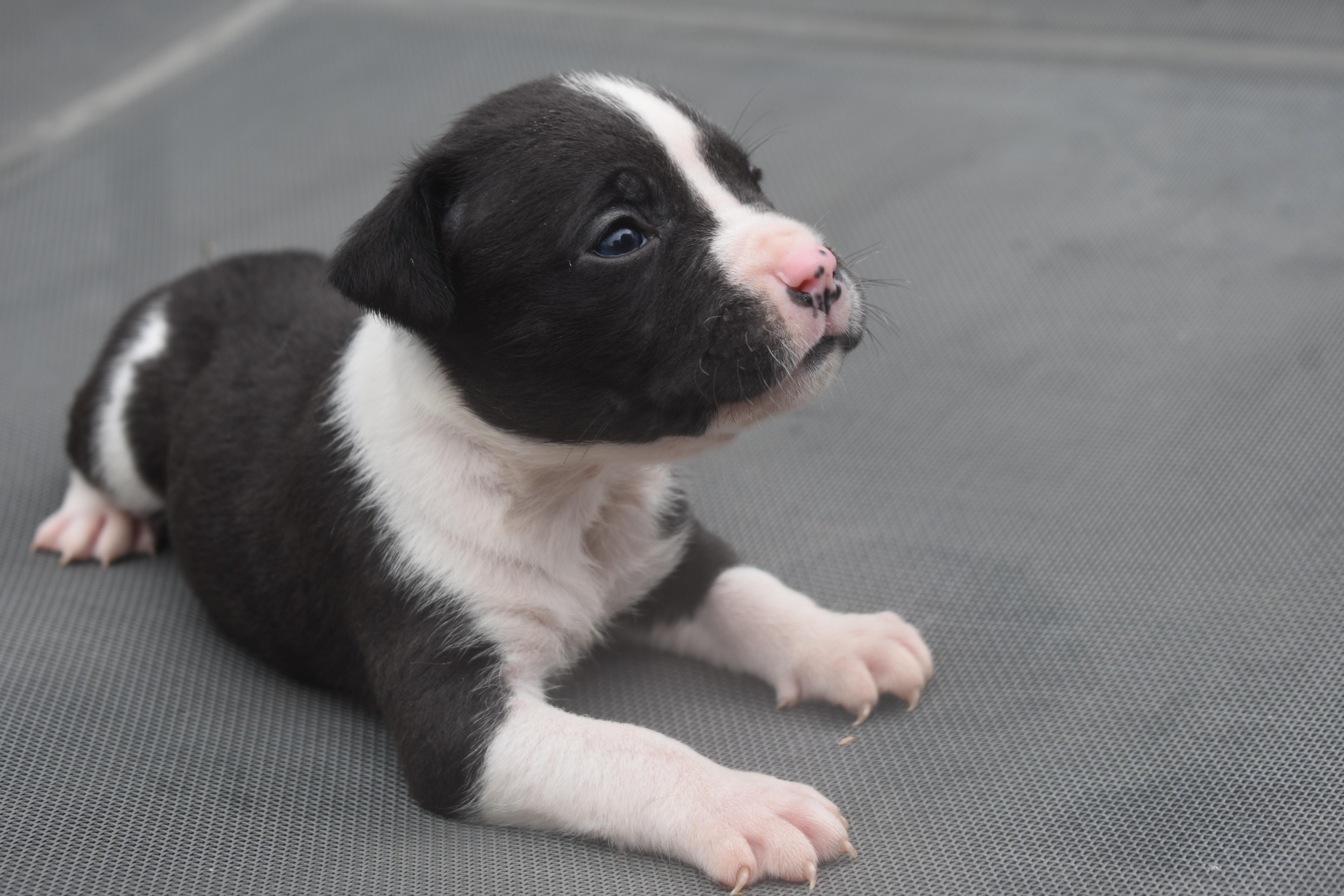 CloverMama Petunias Litter thumbnail 2
