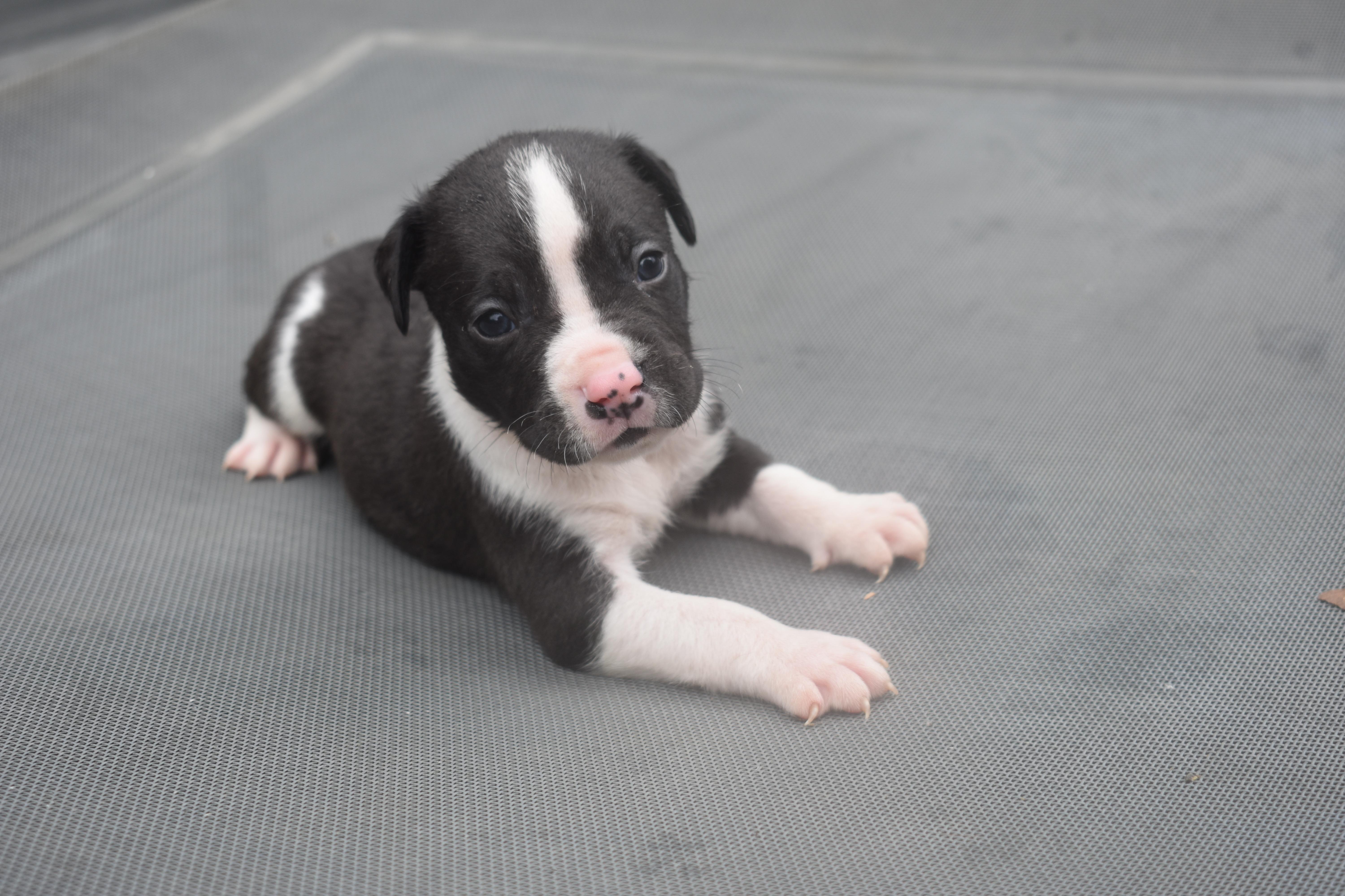 CloverMama Petunias Litter thumbnail 4