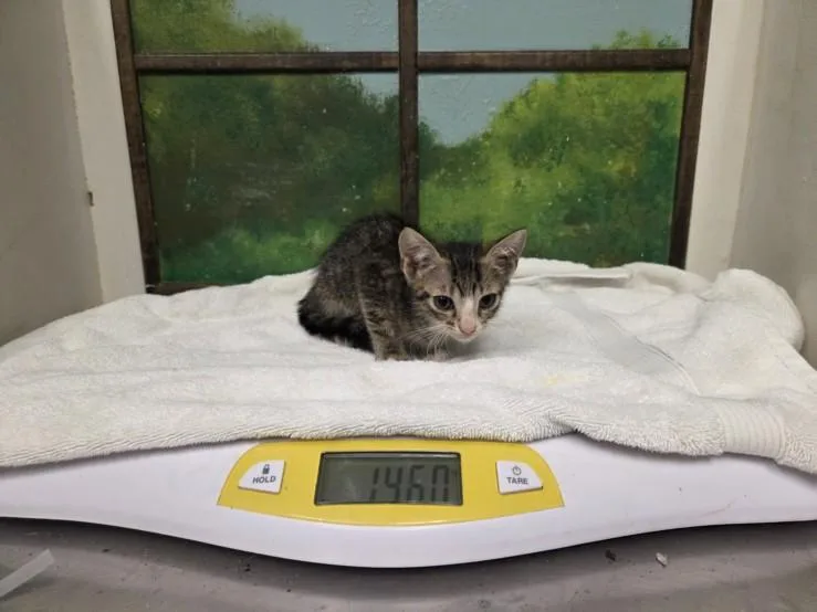 A baby small-sized female Domestic Short Hair cat named Glameow for adoption in Houston, TX