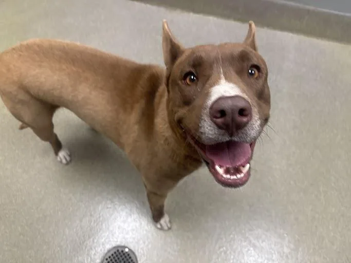 A young large-sized male Pit Bull Terrier dog named Sour Patch Kid for adoption in Las Vegas, NV