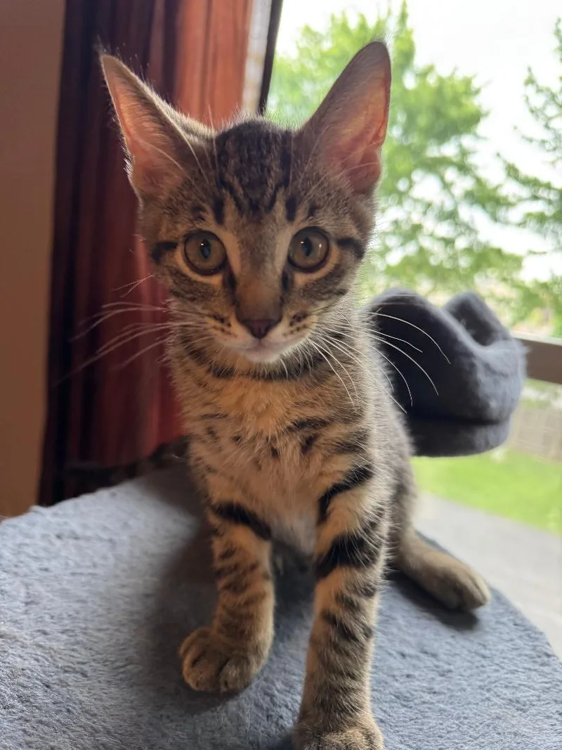A baby medium-sized male Tabby (Brown / Chocolate) Domestic Short Hair cat named Neptune for adoption in Mokena, IL