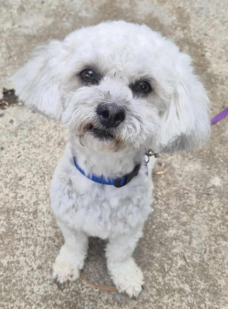 An adult small-sized male Poodle dog named Archie for adoption in Los Angeles, CA