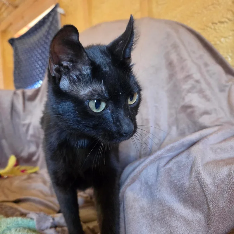 An adult medium-sized female Black Domestic Short Hair cat named Nadia for adoption in Park Falls, WI