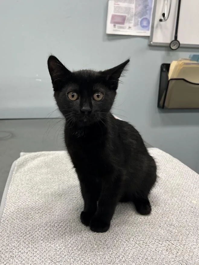 A baby medium-sized female Black Domestic Short Hair cat named Lindsay for adoption in New Rochelle, NY