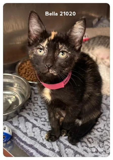 A baby medium-sized female Tortoiseshell Domestic Short Hair cat named Bella for adoption in Marietta, GA