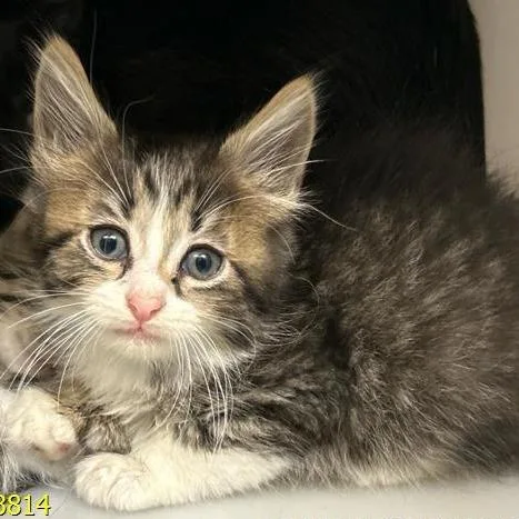 A baby small-sized female Black Domestic Short Hair cat named Angelhair for adoption in West Palm Beach, FL