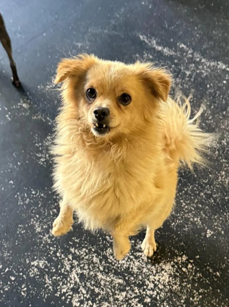 An adult small-sized male Pomeranian dog named Bernard for adoption in Manhattan, NY