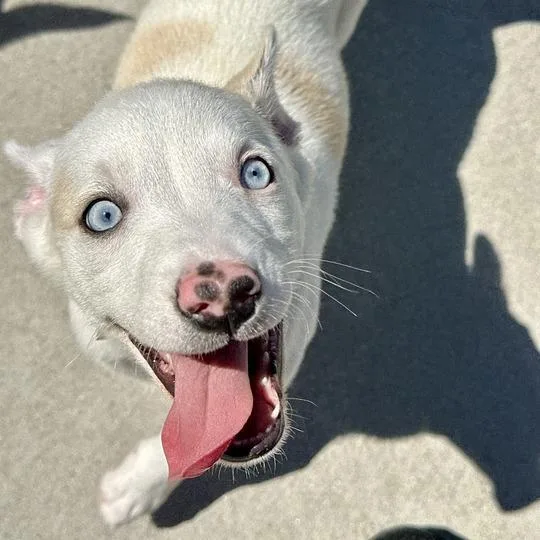 A baby small-sized male White / Cream Mixed Breed dog named Hutch for adoption in Matteson, IL