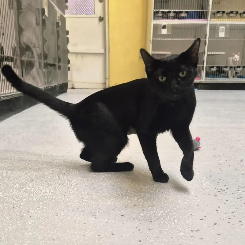 A young medium-sized female Black Domestic Short Hair cat named Claddagh for adoption in Newark, NJ