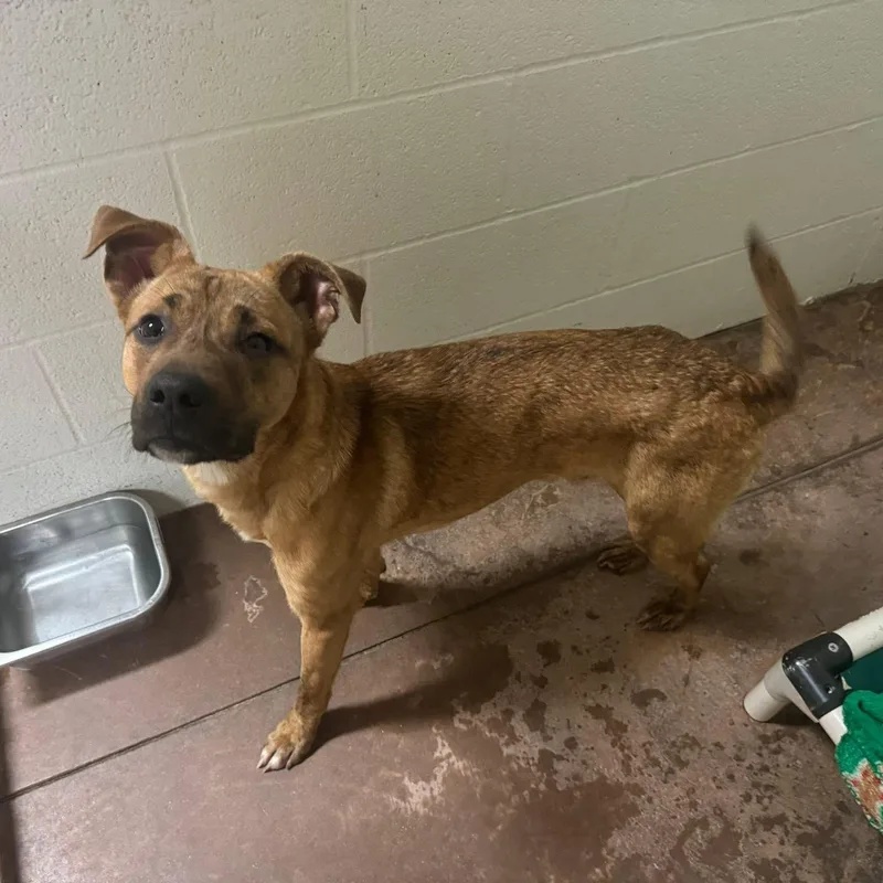 An adult medium-sized male Golden Plott Hound dog named Ryder for adoption in Cumberland, RI