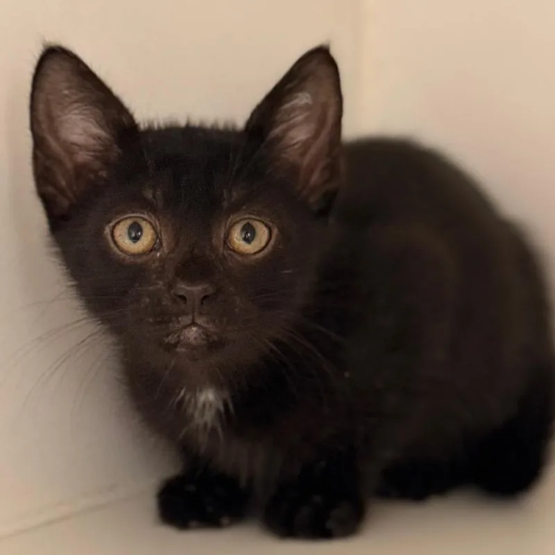 A baby small-sized female Domestic Short Hair cat named Eliana for adoption in Cumming, GA