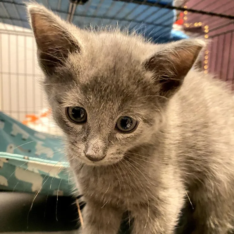 A baby small-sized male Gray / Blue / Silver Domestic Short Hair cat named Kade for adoption in Long Beach, CA