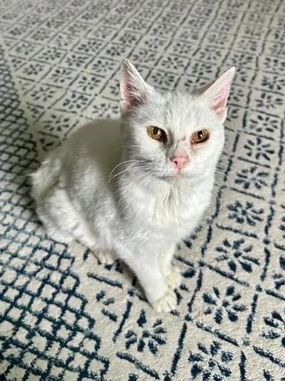 A senior medium-sized female Domestic Short Hair cat named Floragato for adoption in Cincinnati, OH