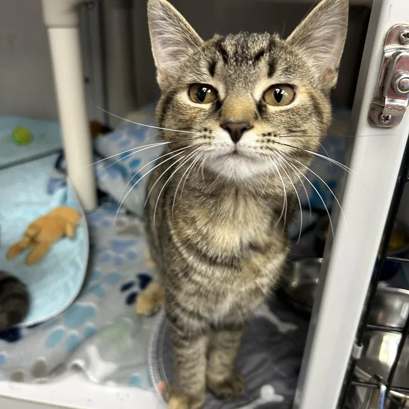 A baby medium-sized female Torbie Domestic Short Hair cat named Carp for adoption in White Oak, PA