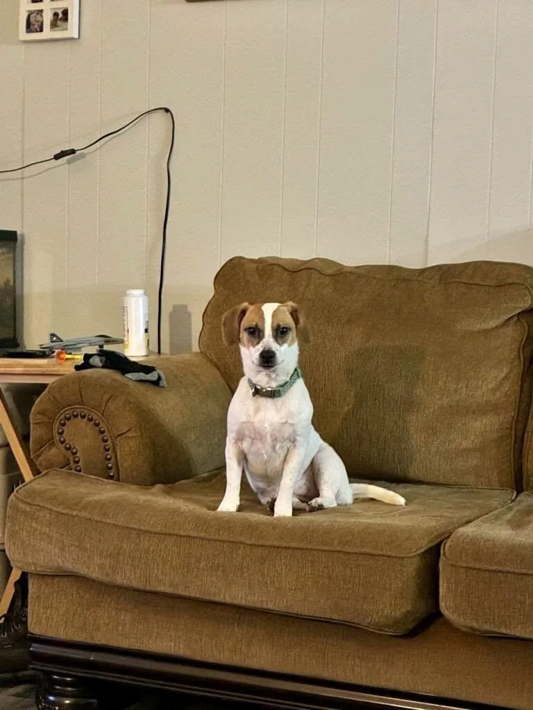 A young small-sized female Jack Russell Terrier dog named Precious for adoption in Tracy City , TN