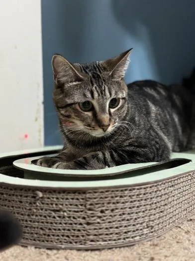 A baby medium-sized female Tabby (Brown / Chocolate) Tabby cat named Ophelia for adoption in Liverpool, TX