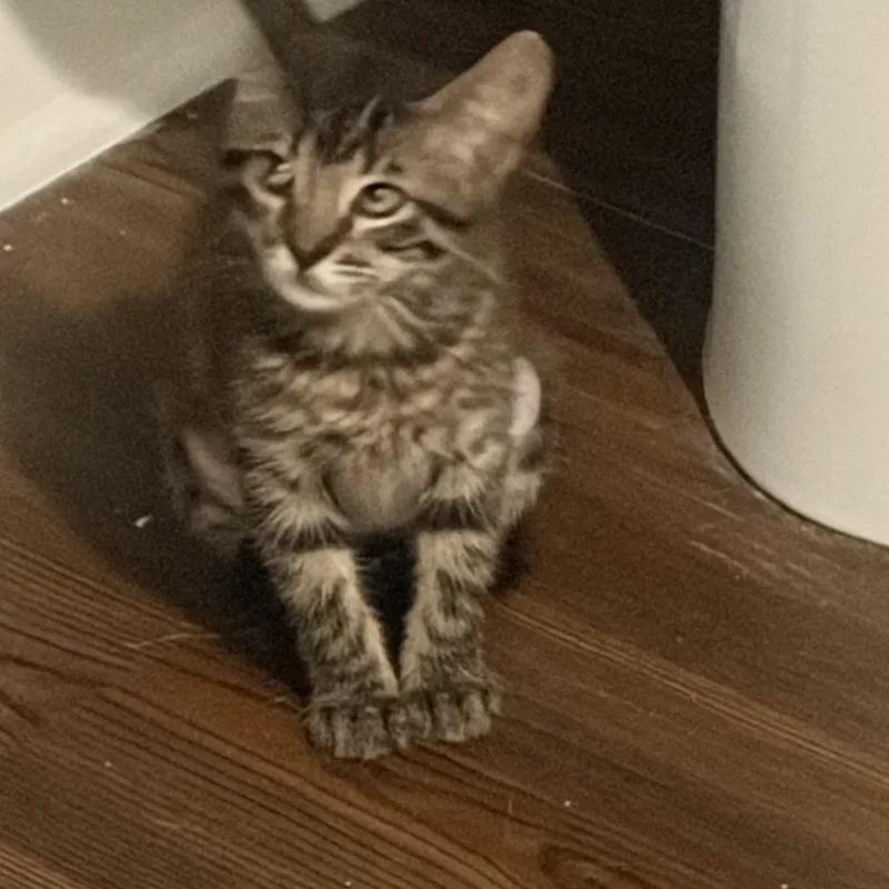 A baby medium-sized female Tabby (Brown / Chocolate) Domestic Short Hair cat named Amber for adoption in Metairie, LA