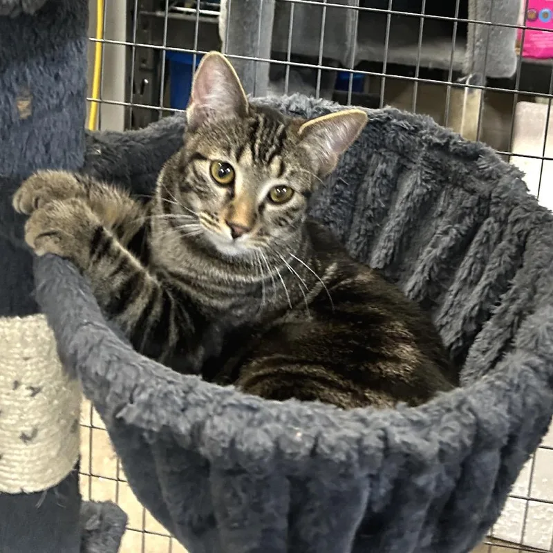 A baby medium-sized female Tabby (Brown / Chocolate) Domestic Short Hair cat named Gizmo for adoption in Blackfoot, ID
