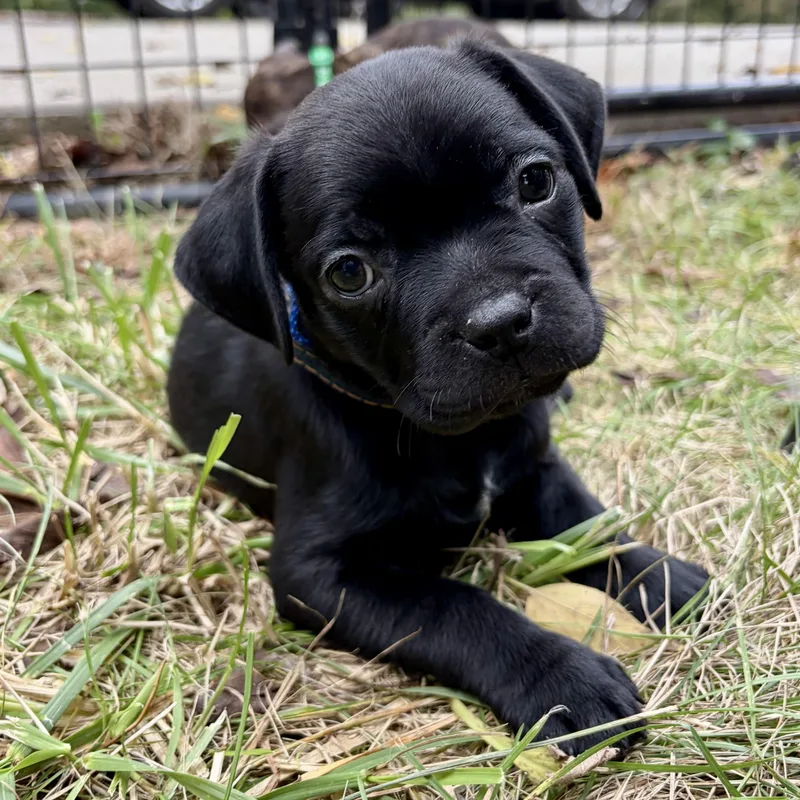 A baby small-sized male Boston Terrier dog named Harvest for adoption in Murphysboro, IL