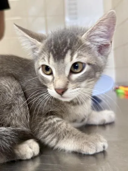 A young small-sized male Domestic Short Hair cat named Eugene for adoption in San Antonio, TX