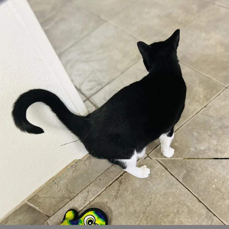 An adult large-sized female American Shorthair cat named Moxie for adoption in Seguin, TX
