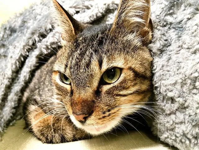 An adult medium-sized male Domestic Short Hair cat named Perry for adoption in Fort Lauderdale, FL