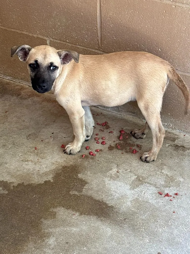 A baby medium-sized female Belgian Shepherd / Malinois dog named Smore for adoption in Swainsboro, GA