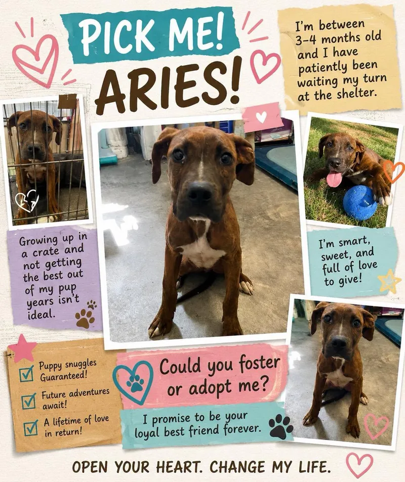 A baby large-sized male Brindle Mountain Cur dog named Aries for adoption in Sulphur, KY