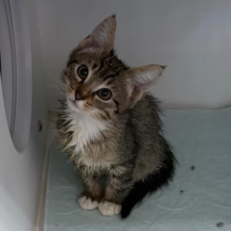 A baby small-sized male Brown / Chocolate Domestic Short Hair cat named Cerberus for adoption in League City, TX