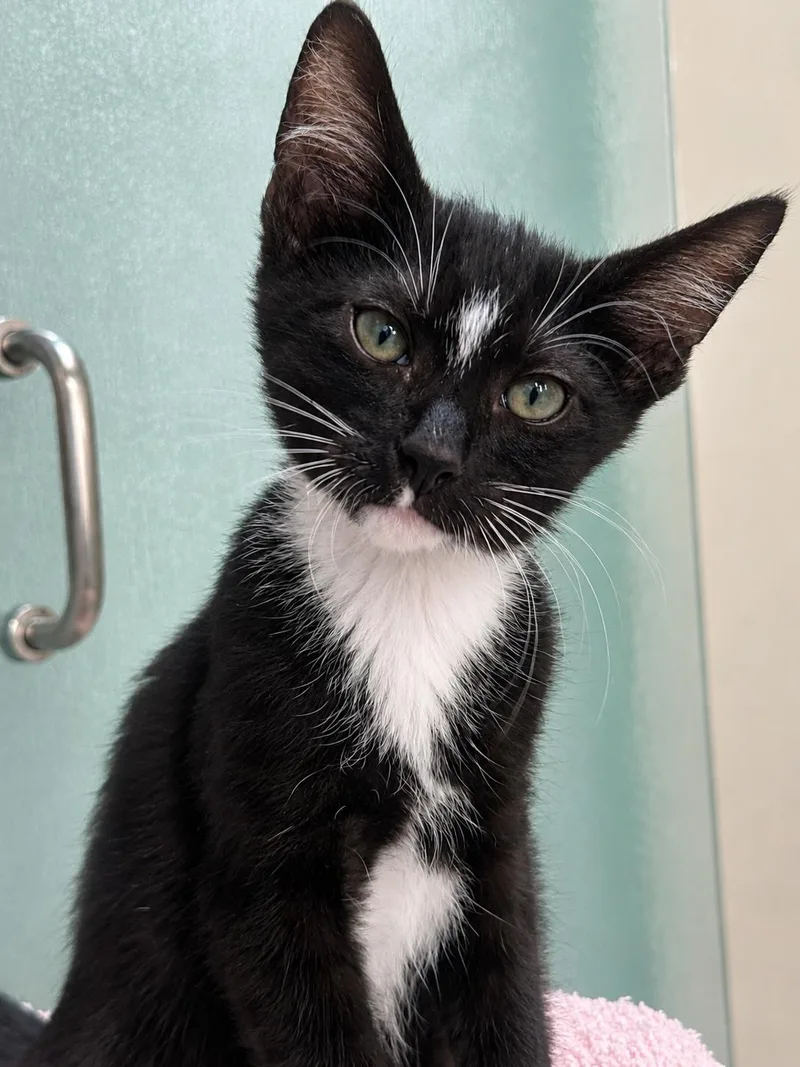 A baby medium-sized male Black & White / Tuxedo American Shorthair cat named Ziggy for adoption in Hilton Head Island, SC