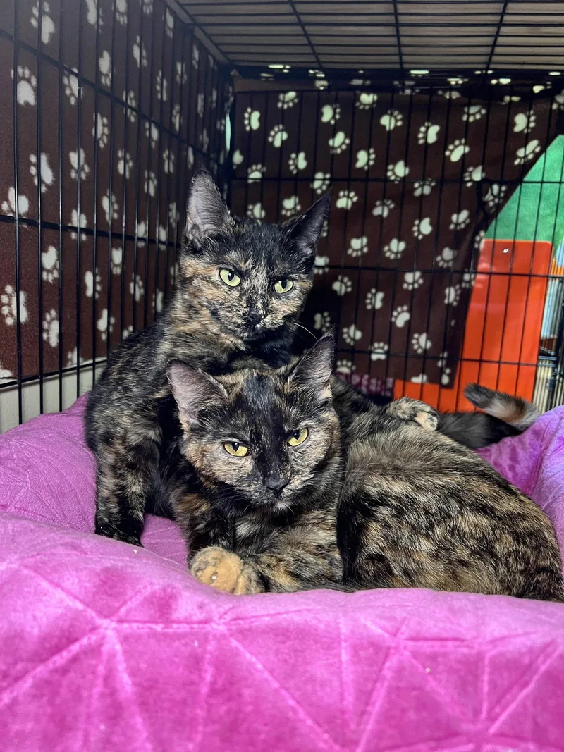 A young medium-sized female Domestic Short Hair cat named Moscato for adoption in Blasdell, NY