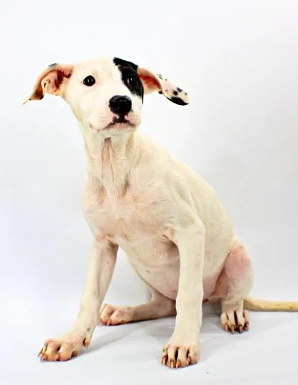 A baby large-sized female Labrador Retriever dog named Panther for adoption in Morton Grove, IL