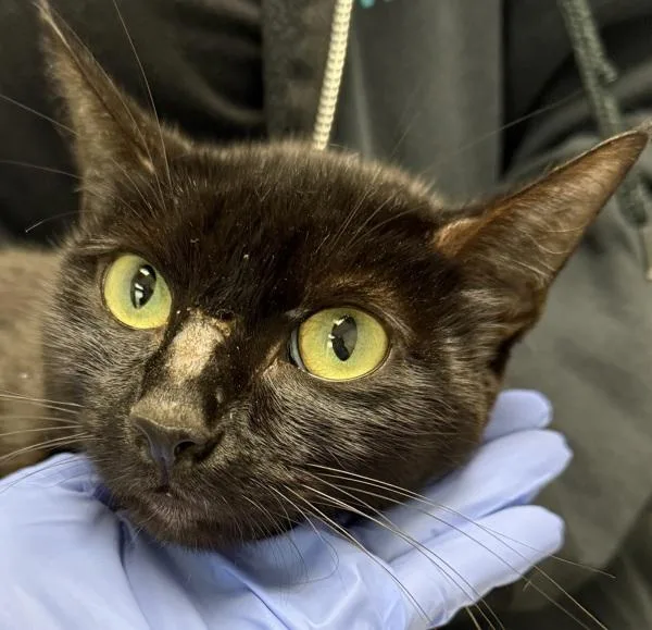 An adult small-sized female Domestic Short Hair cat named Crescent Moon for adoption in San Diego, CA