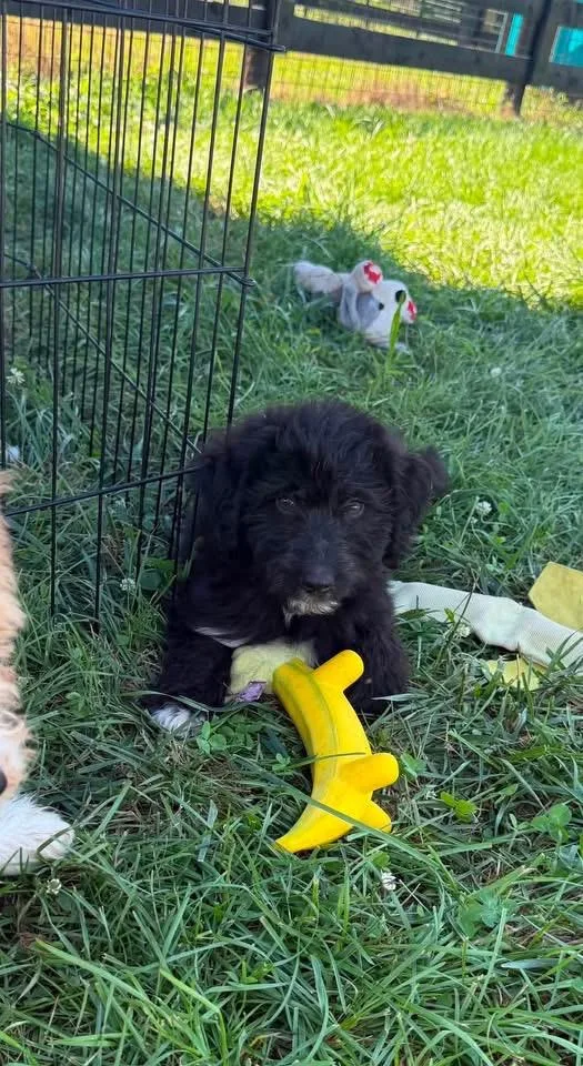 A baby medium-sized male Goldendoodle dog named Charlie for adoption in Lexington, KY