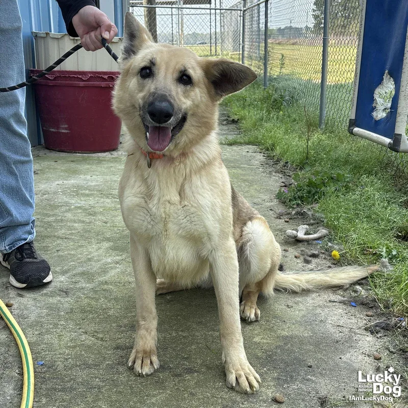 Winn Dixie thumbnail 3