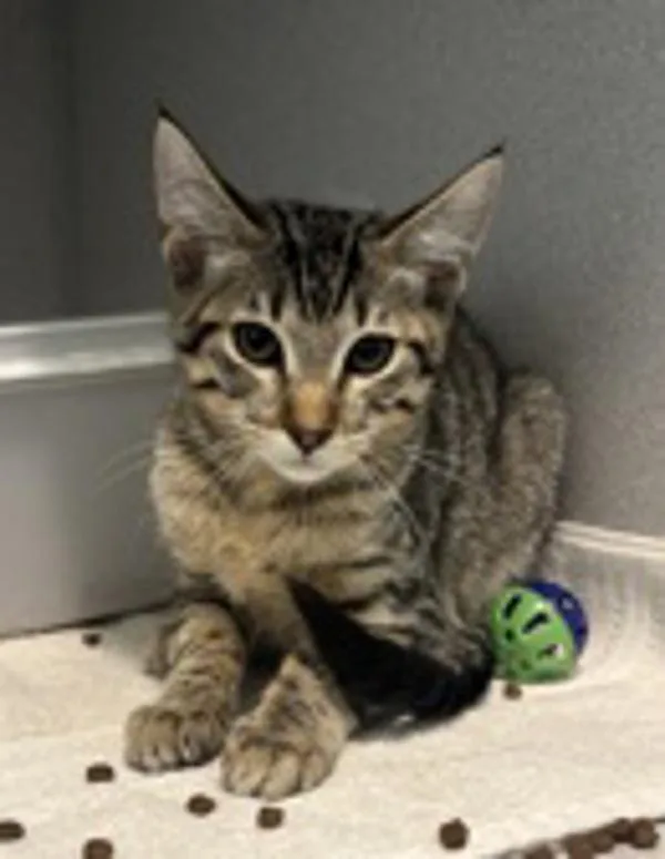 A baby small-sized male Domestic Short Hair cat named Chicory for adoption in Stratham, NH