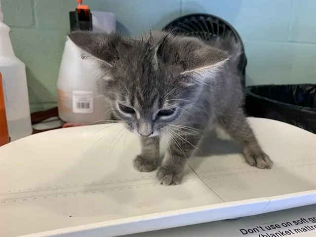 A baby small-sized male Domestic Short Hair cat named Pewter for adoption in Grand Prairie, TX